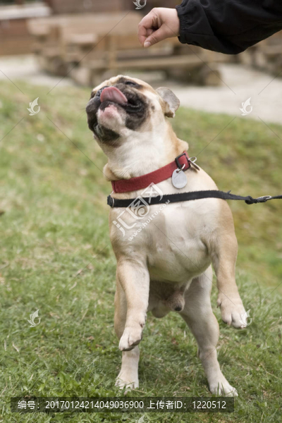斗牛犬