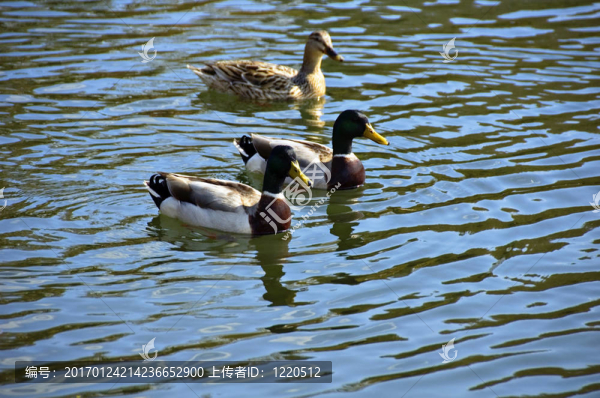 鴨子-匯圖網(wǎng) www.fosd68.com 鴨子