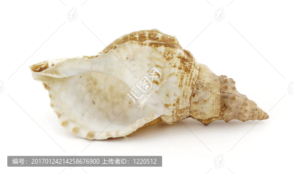 海螺的前面-匯圖網(wǎng) www.fosd68.com 海螺的前面