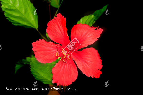 木槿-匯圖網(wǎng) www.fosd68.com 木槿