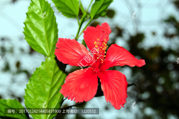 木槿