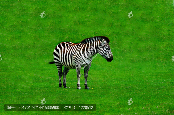 斑馬