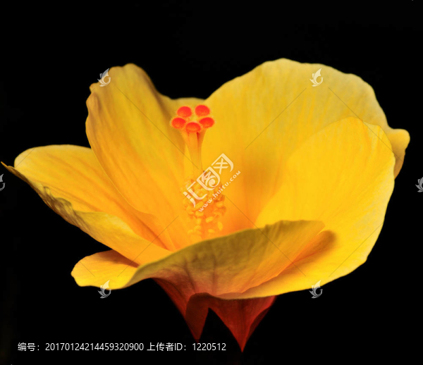 黃色木槿
