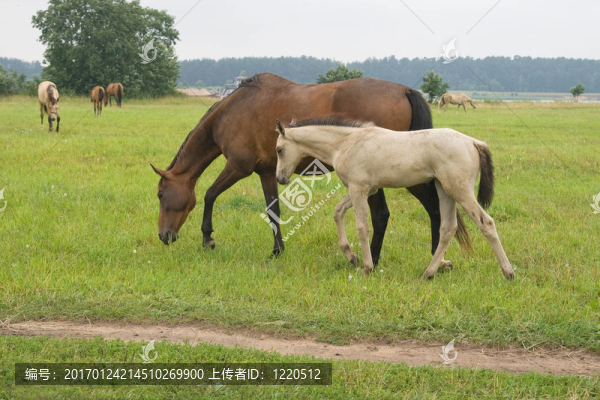 她的小馬駒的馬