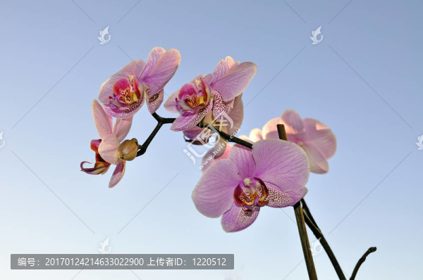 藍(lán)天上的蘭花