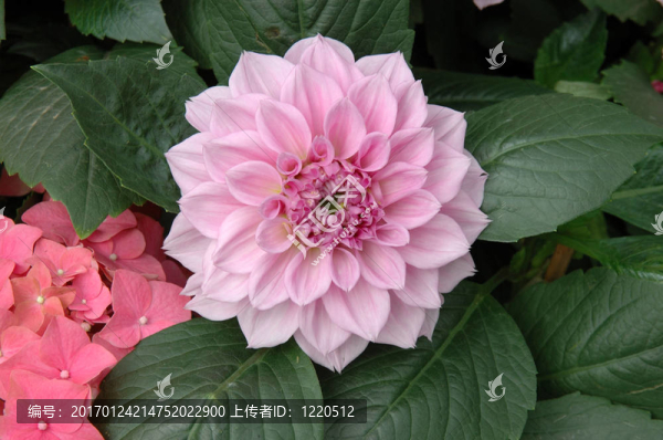 粉紅牡丹-匯圖網(wǎng) www.fosd68.com 粉紅牡丹