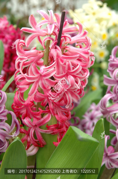 粉紅色的風(fēng)信子