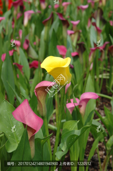 Yellow,calla,lily站出來