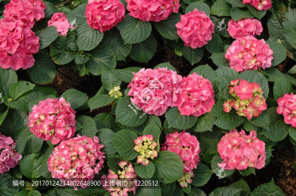 粉紅色的八仙花