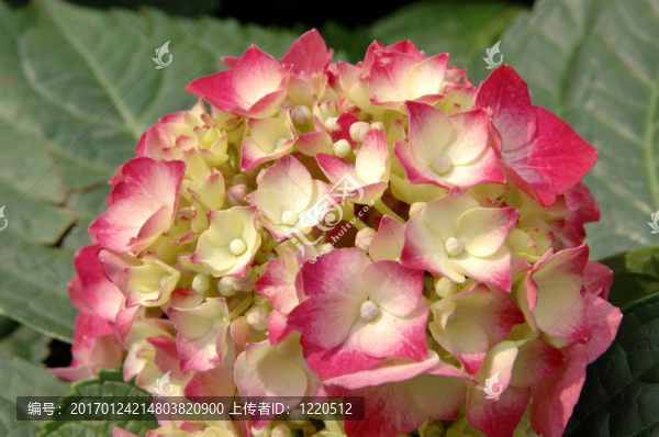 粉紅色黃色八仙花
