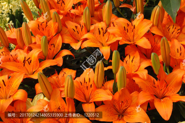 橙色百合