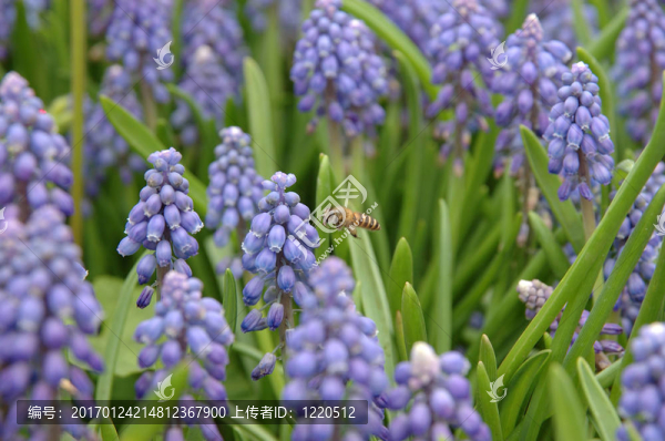 蜜蜂和葡萄風(fēng)信子