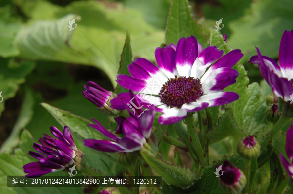 紫白菊