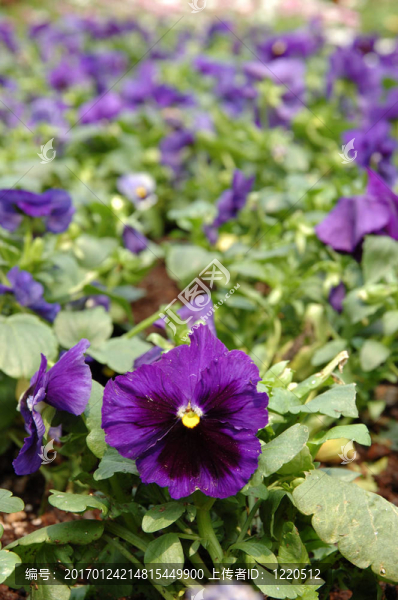 紫色的堇菜花