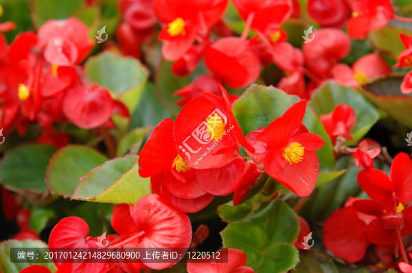 紅色的秋海棠