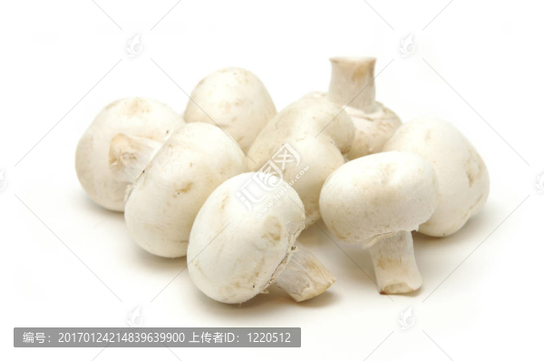 紐扣蘑菇特寫(xiě)