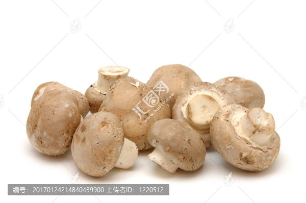 褐蘑菇特寫