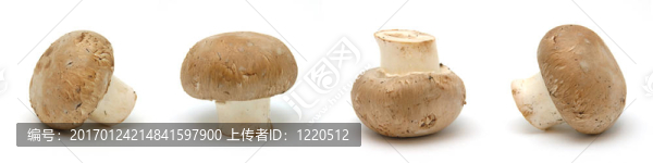 四棕色蘑菇