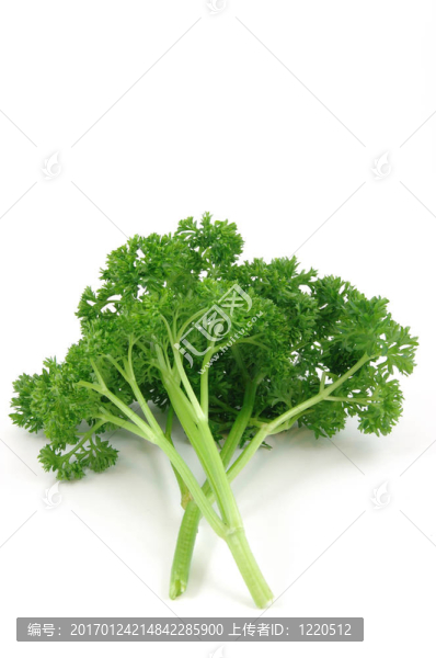 新鮮歐芹