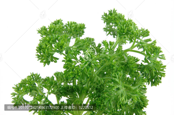 新鮮歐芹的特寫