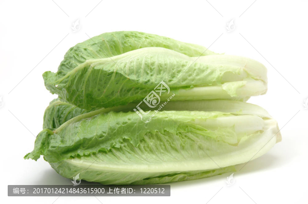 生菜