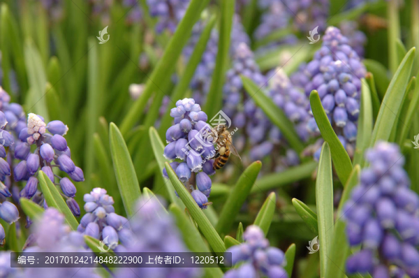 蜜蜂在葡萄風(fēng)信子-匯圖網(wǎng) www.fosd68.com 蜜蜂在葡萄風(fēng)信子