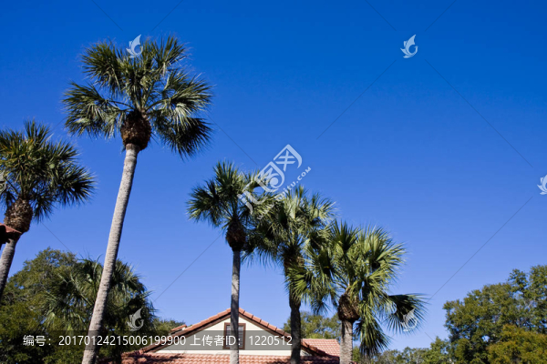 棕櫚和Tile,Roof-匯圖網(wǎng) www.fosd68.com 棕櫚和Tile,Roof