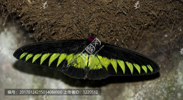 蝴蝶-匯圖網(wǎng) www.fosd68.com 蝴蝶