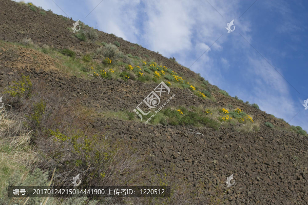 春天的野花-匯圖網(wǎng) www.fosd68.com 春天的野花