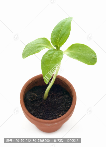 植物