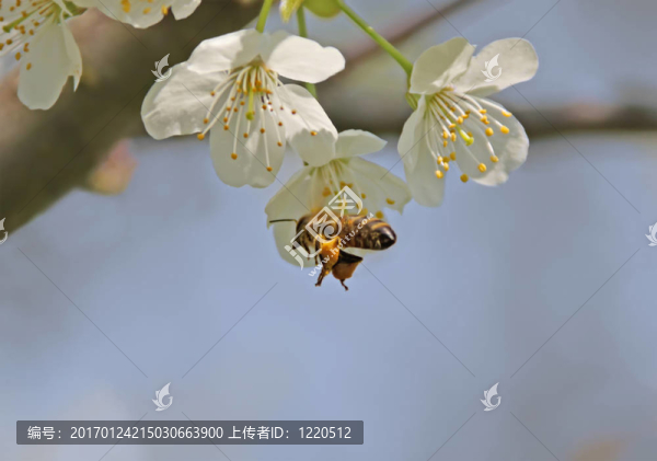 蜜蜂在飛行
