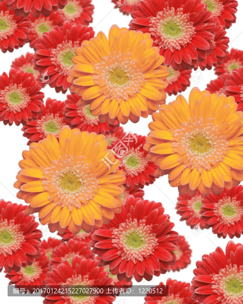 墜落的粉色和紅色的非洲雛菊