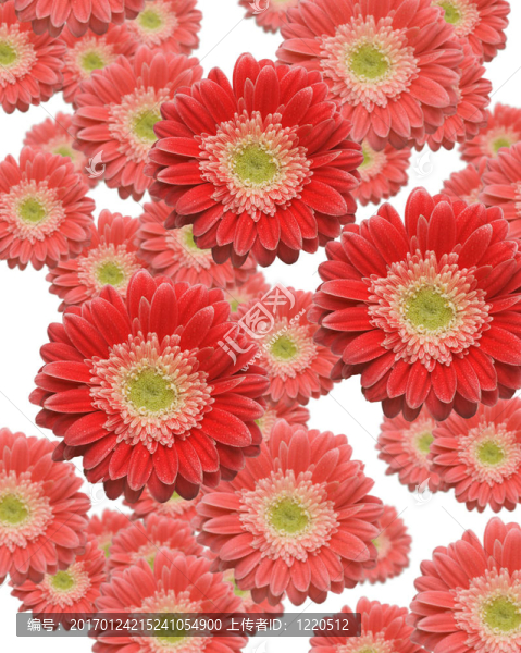 落紅和Pink,Gerber的雛菊