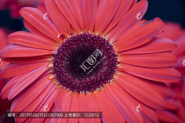 雛菊