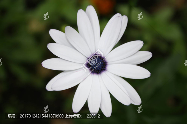 藍(lán)甘菊