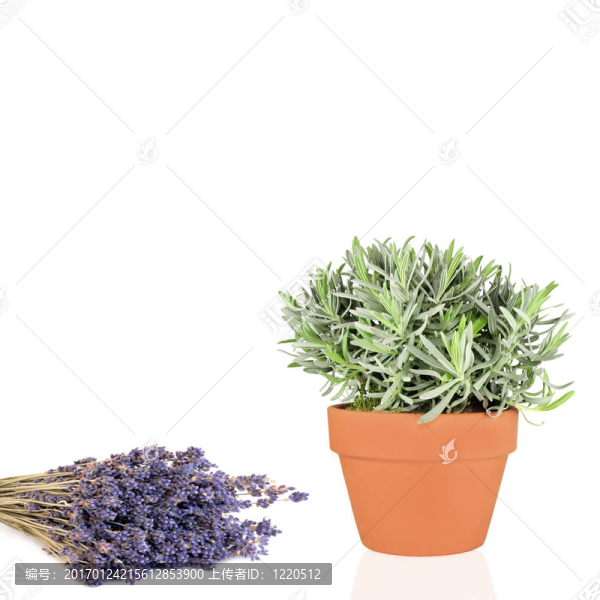 薰衣草香草和Flowers