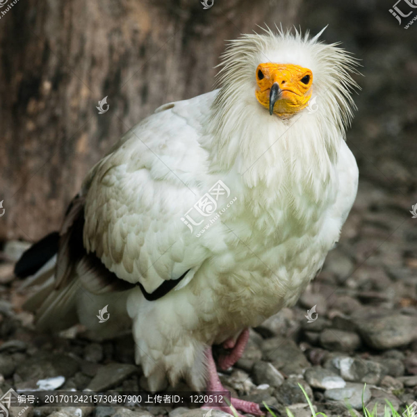 埃及禿鷲(北緯Neophron,percnopterus)-匯圖網(wǎng) www.fosd68.com 埃及禿鷲(北緯Neophron,percnopterus)