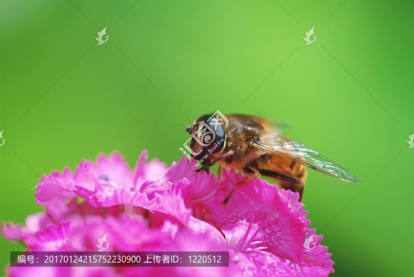 蜂蠅