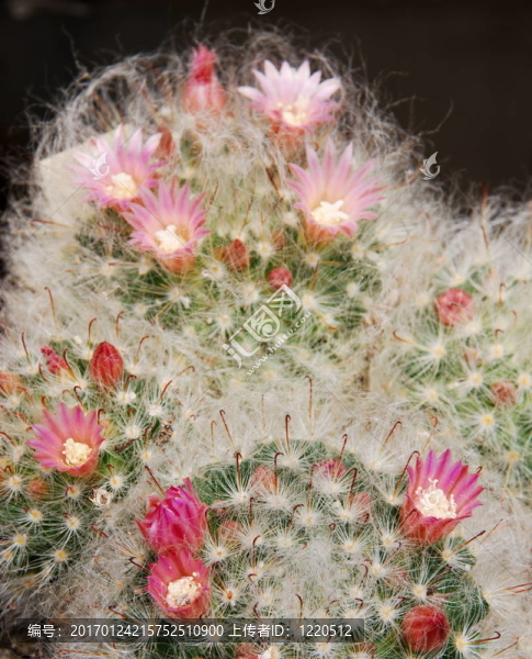 乳突球?qū)傧扇苏苹? title=