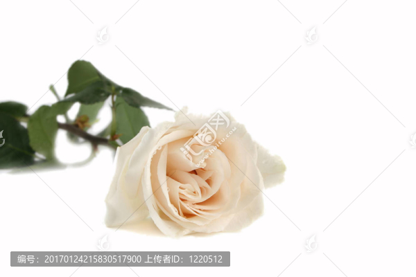 白玫瑰1