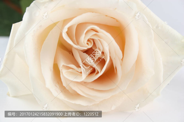 白玫瑰2