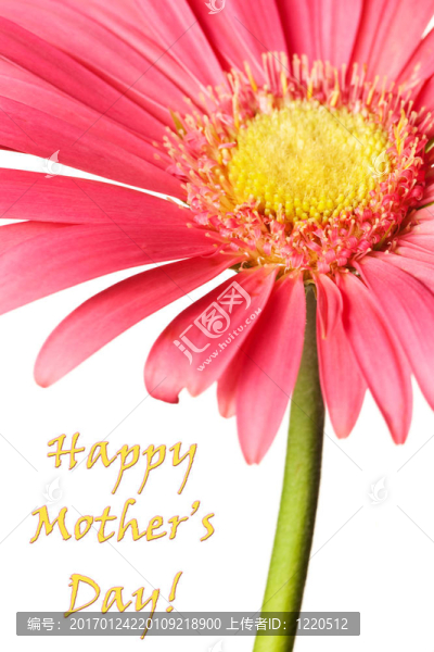 粉色雛菊孤立-匯圖網(wǎng) www.fosd68.com 粉色雛菊孤立