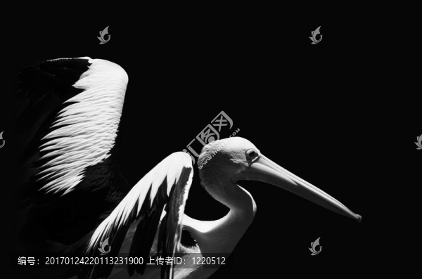 鵜鶘-匯圖網(wǎng) www.fosd68.com 鵜鶘