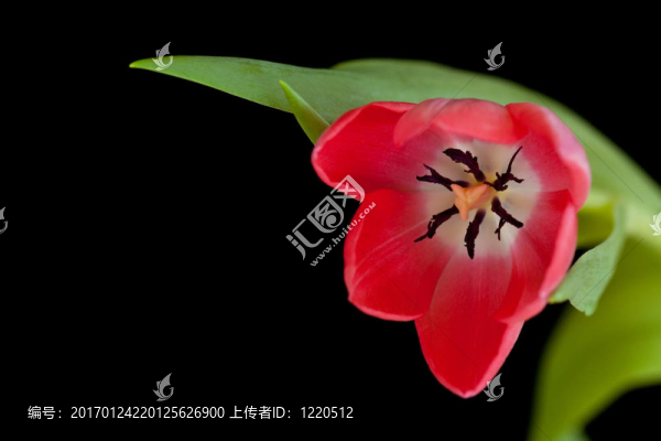粉紅色的郁金香