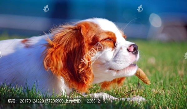 查爾斯王小獵犬的小狗