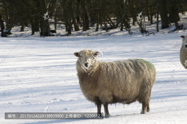 寒羊-匯圖網(wǎng) www.fosd68.com 寒羊