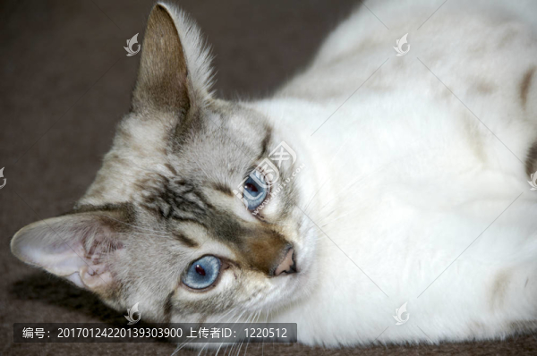 孟加拉貓