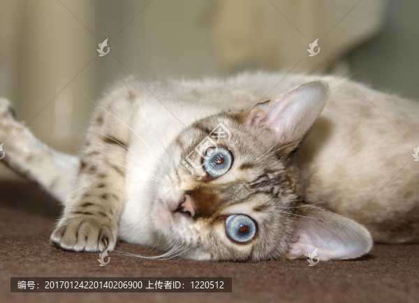 孟加拉貓