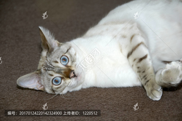 孟加拉貓