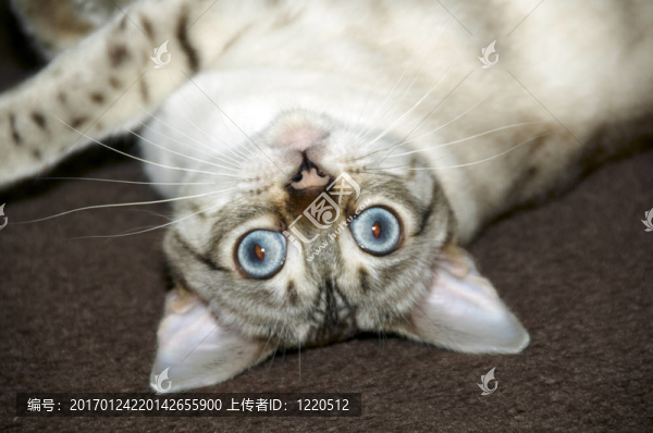 孟加拉貓